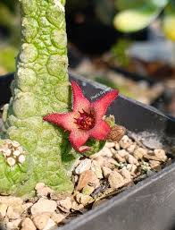 Image result for Orbea rogersii