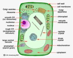 Mar 08, 2018 · senomyx: Unlabeled Plant Cell Plant Cell Png Image Transparent Png Free Download On Seekpng