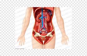 We'll identify as many organs as we can, see how they fit into. Organ Human Anatomy Pelvis Abdomen Woman People Human Woman Png Pngwing