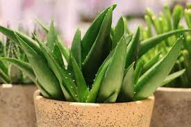 Die echte aloe (aloe vera) ist eine pflanzenart, die zur familie der liliengewächse (liliaceae) standort/verwendung. Aloe Vera Haltung Der Pflanze Pflege Giessen Und Umtopfen