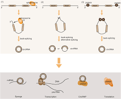 Circular RNAs in osteoarthritis: indispensable regulators and novel  strategies in clinical implications | Arthritis Research & Therapy | Full  Text