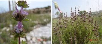 Image result for Satureja