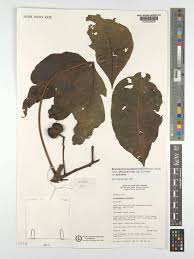 Image result for Ricinodendron