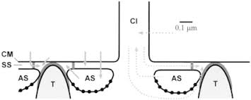 Plant and animal cells are similar in that both are eukaryotic cells. Anatomic Scheme Of The Paramecium Cell Cortex Indicating Potential Ca Download Scientific Diagram