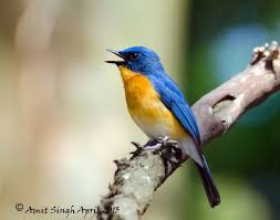 Tickell S Blue Flycatcher Cyornis Tickelliae Flycatcher Blue Species