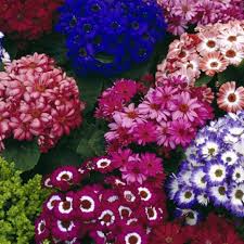 Image result for Pericallis