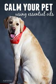 100 Vital Reasons To Start Using Essential Oils Today Playtivities Essential Oils Dogs Calming Essential Oils Essential Oils