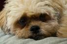 Pekepoo Puppies, Breeder, Sales, Peekapoo Puppies ...