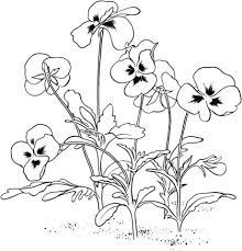 styvmorsviol coloriage gratuit page de plan table ferme