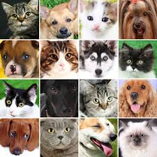 Some are used topically and some are given orally. Glaucoma In Dogs And Cats What You Should Know Allivet Pet Care Blog