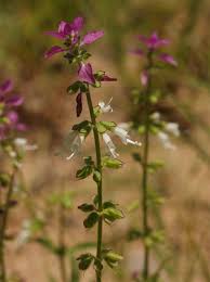 Image result for Syncolostemon bracteosus