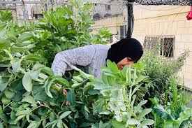 The home garden seed kit from spade to fork is just the thing for creating a personal herb. Home Gardening Plants Seeds For Palestinian Self Sufficiency