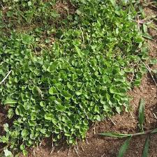 Image result for Dichondra micrantha