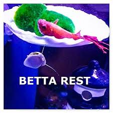 Simply place a betta hammock just below the surface water, and your betta will have a comfy place washing your new betta hammock and cleaning it regularly will ensure that it remains a safe bed for. 1 Betta Bed Betta Rest Etta Fish Accessories Betta Tank Decor Marimo Moss Marimo Ball Holder Aquarium Fish Bowl Decor Betta Fish Rest Aquarium Decoration Buy Online In Cayman Islands At Cayman Desertcart Com