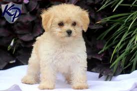 Share it or review it. Puppy Finder Find Buy A Dog Today By Using Our Petfinder Havapoo Puppies Puppies Cute Animals