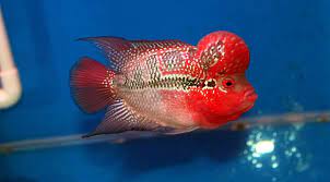 Beauty Flowerhorn Red Dragon Flowerhorn Cichlid Fish Fish Cichlids
