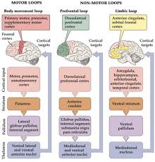 Neurobiology Final03 Motor Control Ii Basal Ganglia And Cerebellum Flashcards Quizlet Basal Ganglia Neuroscience Brain Anatomy And Function