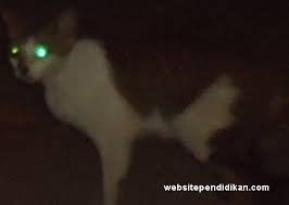 Negara indonesia diapit oleh samudra hindia dan samudra pasifik. Ciri Khusus Kucing Dan Fungsinya Website Pendidikan