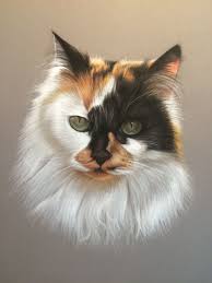 Dessin De Chat Tricolore Au Pastel Portrait Animalier Illustration De Chat Peinture De Chat Peinture Chat
