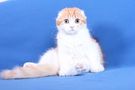 Tingkah lakunya yang lucu serta warna bulunya yang unik dan indah membuat orang jatuh hati ingin. Harga Kucing Scottish Fold Jual Kucing Scottish Fold Kucing Scottish Fold Untuk Dijual Fold Murah Scottish Fold Cat Scottish Fold Cats