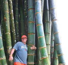 No, this plant is another bamboo impostor. Giant Bamboo Bali John Hardy Bamboo Seeds Giant Bamboo Bamboo