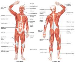 Muscles Of The Human Body Blank Tags Blank Muscle Chart