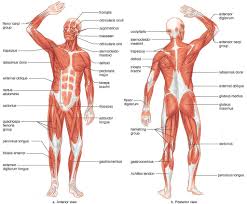 muscles of the human body blank tags blank muscle chart