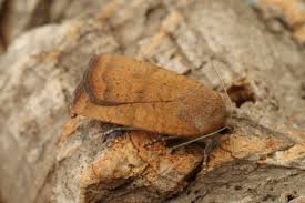 Image result for Noctua interjecta