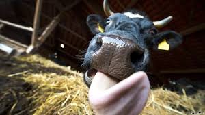 Check spelling or type a new query. Denmark Passes Law To Ban Bestiality Bbc News