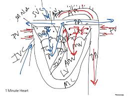 Maybe you would like to learn more about one of these? 1 Minute Heart Science Human Body Drawing Heart Showme