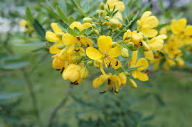 Image result for Cassia thyrsoidea