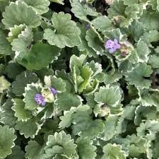 Image result for Glechoma  hederacea