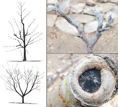 Check spelling or type a new query. Backyard Gardener Deciduous Fruit Tree Pruning Tips For Your Garden The Daily Courier Prescott Az