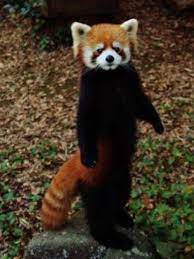 Pin Von Missy Auf Animals Rascally Red Pandas Tiere Wilde Tiere Tierbilder