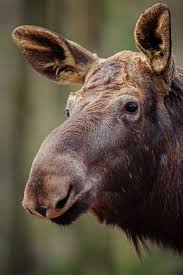 Pin By Amber Thomas On Moose Animals Moose Pictures Moose