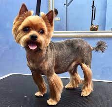 151 Extremely Cute Yorkie Haircuts For Your Puppy Yorkie Hairstyles Yorkie Haircuts Yorkie