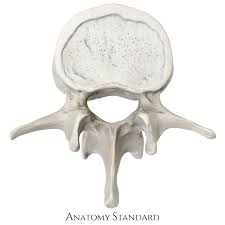 Image result for Lumbar vertebrae