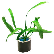 Image result for Nymphoides forbesiana