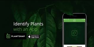 It has pictures of plants and parts of the plants. Highly Rated Plantsnap Identification App Gets Rare 50 Price Drop On Ios 2 9to5toys