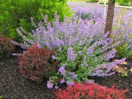 If the roots are densely circled around when you take the plant out of the pot, loosen them up a bit to break the. Growing A Better Catmint Delhi