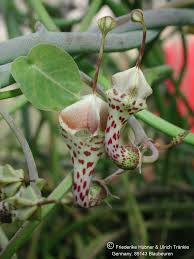 Image result for Ceropegia lugardiae