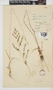 Image result for Eragrostis sclerantha