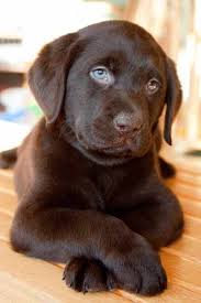 love the expression in this little labrador s face and his blue eyes what a peaceful puppy tiere hund hundebabys kuscheltier hund