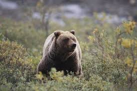 Extinct Cave Bear Dna Found In Living Bears National Geographic Cave Bear Live Bears Bear Attack