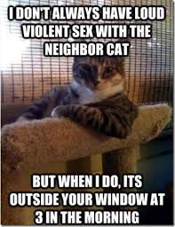 Make happy saturday memes or upload your own images to make custom memes. Happy Caturday Fj