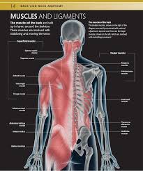 Muscle head anatomy vocal organ diagram female neck anatomy neck wireframe head neck human anatomy head artery anatomy face pharynx vector neck degree head anatomy 3d. Strengthen Your Back Exercises To Build A Better Back And Improve You