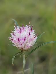 Image result for Dicoma anomala