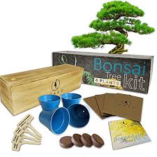 With these easy steps, learn to draw a simple bonsai tree. Top 10 Best Of Beginner Bonsai Trees 2021 Bestgamingpro
