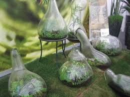 If you are only going to be watering one plant, place the holes on the same side of the bottle. Growing Plants In Bottles Plastic Glass Gardening Tips