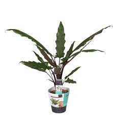 The lauterbachiana, or silver sword, has shiny deep green leaves with coppery undersides. Alocasia Lauterbachiana Florastore